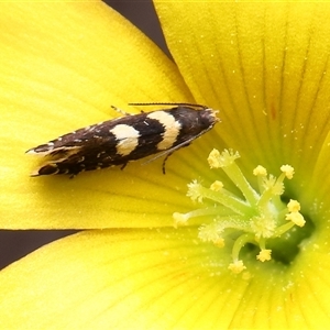 Glyphipterix chrysoplanetis at Kambah, ACT - 4 Dec 2025 by TimL