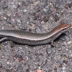 Lampropholis delicata (Delicate Skink) at Acton, ACT - 10 Dec 2025 by TimL