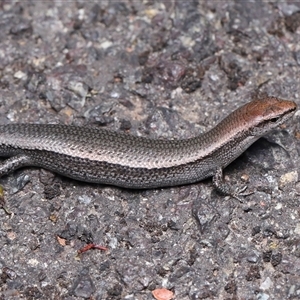 Lampropholis delicata (Delicate Skink) at Acton, ACT - 10 Dec 2025 by TimL