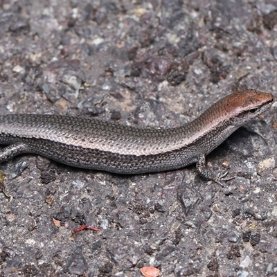 Lampropholis delicata (Delicate Skink) at Acton, ACT - 10 Dec 2025 by TimL