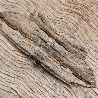 Scioglyptis loxographa (Light Grey Bark Moth) at Acton, ACT - 14 Dec 2025 by TimL