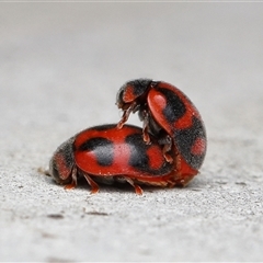 Rodolia cardinalis (Vedalia Beetle or Cardinal Ladybird) at Acton, ACT - 14 Dec 2025 by TimL