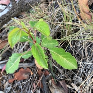 Unverified Other Tree at Watson, ACT - Yesterday by waltraud