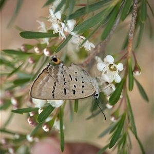 Jalmenus ictinus at Jerrabomberra, NSW - Yesterday by Miranda