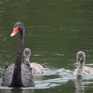 Cygnus atratus at Greenway, ACT - 13 Dec 2025 by LineMarie