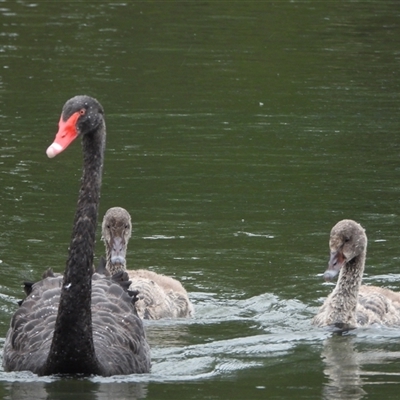 Cygnus atratus at Greenway, ACT - 13 Dec 2025 by LineMarie