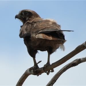 Falco berigora at Rendezvous Creek, ACT - Yesterday by LineMarie