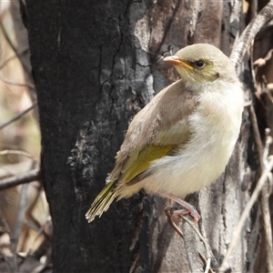 Ptilotula fusca at Rendezvous Creek, ACT - Yesterday by LineMarie