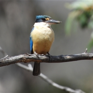 Todiramphus sanctus at Booth, ACT - Yesterday by LineMarie