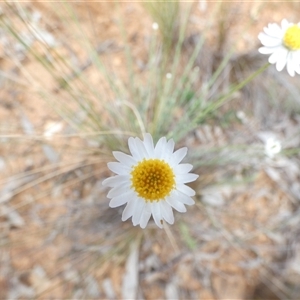 Leucochrysum albicans subsp. tricolor at Ballyroe, NSW - 13 Nov 2017 by TwoRivers