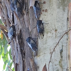 Psaltoda moerens (Redeye cicada) at Hawker, ACT - 14 Dec 2025 by sangio7