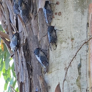 Psaltoda moerens (Redeye cicada) at Hawker, ACT - Yesterday by sangio7