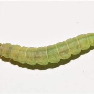 Unverified Insect at Jerrabomberra, NSW - Yesterday by DianneClarke