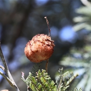 Unverified Unidentified Insect Gall at Lyons, ACT - Yesterday by ran452
