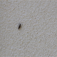 Acrididae sp. (family) (Unidentified Grasshopper) at Lyons, ACT - Yesterday by ran452