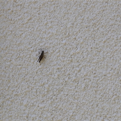 Acrididae sp. (family) (Unidentified Grasshopper) at Lyons, ACT - Yesterday by ran452