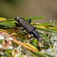 Eleale simplex (Clerid beetle) at Kambah, ACT - 7 Dec 2025 by Miranda