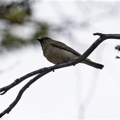 Unverified Intermediate size at Yaouk, NSW - 13 Dec 2025 by AlisonMilton