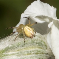 Australomisidia cruentata (Blood-stained Flower Spider) at Higgins, ACT - 10 Dec 2025 by AlisonMilton
