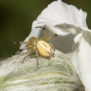 Unverified Other web-building spider at Higgins, ACT - 10 Dec 2025 by AlisonMilton