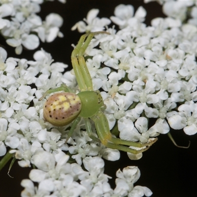 Lehtinelagia prasina (Leek-green flower spider) at Higgins, ACT - 10 Dec 2025 by AlisonMilton