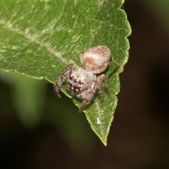 Opisthoncus grassator (Jumping spider) at Higgins, ACT - 10 Dec 2025 by AlisonMilton