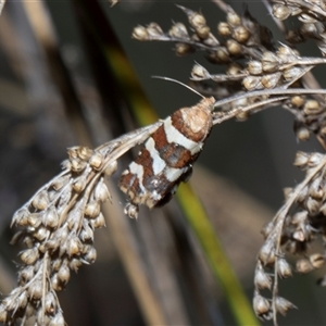 Subfurcatana subfurcatana at Yaouk, NSW - 13 Dec 2025 by AlisonMilton