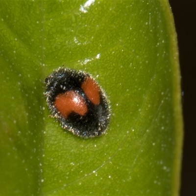 Diomus notescens (Little two-spotted ladybird) at Higgins, ACT - 9 Dec 2025 by AlisonMilton