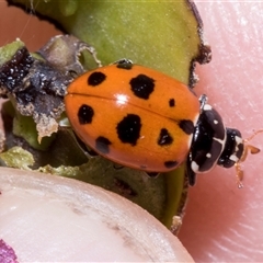 Hippodamia variegata (Spotted Amber Ladybird) at Bredbo, NSW - 12 Dec 2025 by AlisonMilton