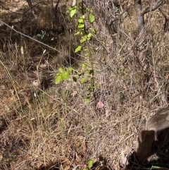 Pyrus calleryana (Callery Pear) at Watson, ACT - Yesterday by waltraud