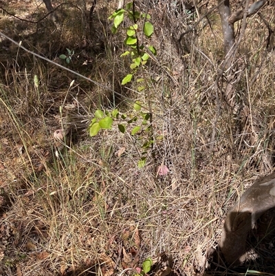 Pyrus calleryana (Callery Pear) at Watson, ACT - Yesterday by waltraud