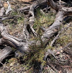 Acacia ulicifolia (Prickly Moses) at Watson, ACT - Yesterday by waltraud
