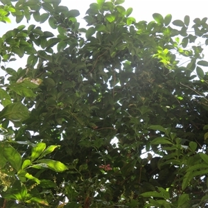 Neosepicaea jucunda at Stewart Creek Valley, QLD - 11 Aug 2018 by JasonPStewart