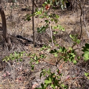 Crataegus monogyna (Hawthorn) at Watson, ACT - Yesterday by waltraud