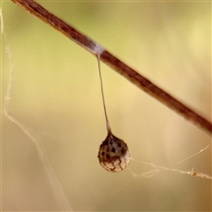 Araneae (order) at Milawa, VIC - Yesterday by Hejor1