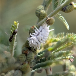 Unverified Scale insect or Mealybug (Hemiptera, Coccoidea) at Coombs, ACT - 8 Dec 2025 by Miranda