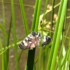 Phalaenoides tristifica (Willow-herb Day-moth) at Tarrawingee, VIC - Yesterday by Hejor1