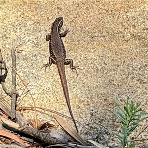 Eulamprus sp. (genus) at Beechworth, VIC - Yesterday by Hejor1