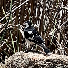 Grallina cyanoleuca at Beechworth, VIC - Yesterday by Hejor1