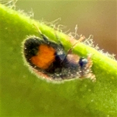 Diomus notescens (Little two-spotted ladybird) at Beechworth, VIC - 15 Dec 2025 by Hejor1