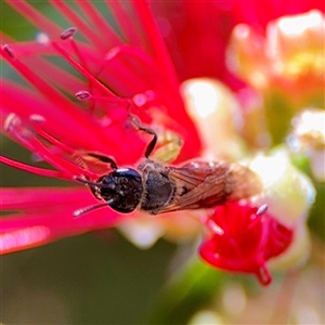 Amegilla (Zonamegilla) asserta at Beechworth, VIC - Yesterday by Hejor1