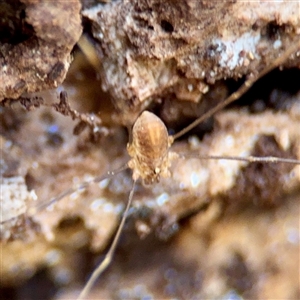 Neopilionidae (family) (A Harvestman) at Beechworth, VIC - Yesterday by Hejor1