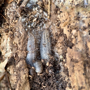 Ambigolimax sp. (valentius and waterstoni) at Beechworth, VIC - Yesterday by Hejor1