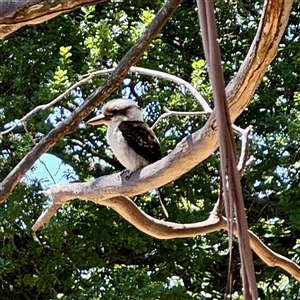 Dacelo novaeguineae at Beechworth, VIC - Yesterday by Hejor1