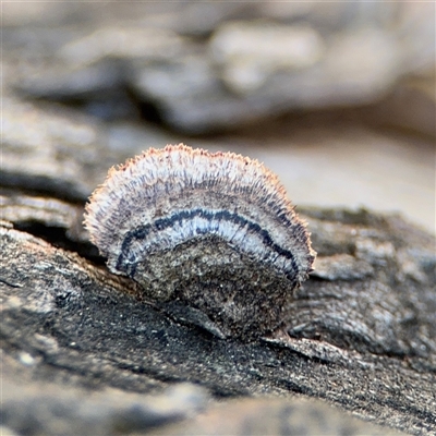 zz Polypore (shelf/hoof-like) at Beechworth, VIC - Yesterday by Hejor1
