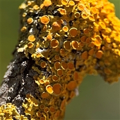 Xanthoria sp. (genus) at Beechworth, VIC - Yesterday by Hejor1