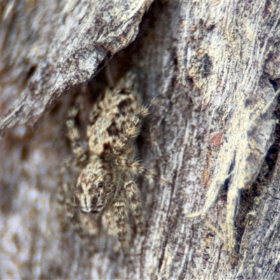 Clynotis severus (Stern Jumping Spider) at Beechworth, VIC - Yesterday by Hejor1