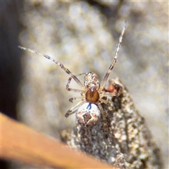 Cryptachaea veruculata (Diamondback comb-footed spider) at Beechworth, VIC - Yesterday by Hejor1