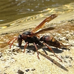 Polistes (Polistella) humilis at Beechworth, VIC - Yesterday by Hejor1