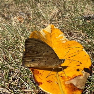 Heteronympha merope (Common Brown Butterfly) at Beechworth, VIC - Yesterday by Hejor1